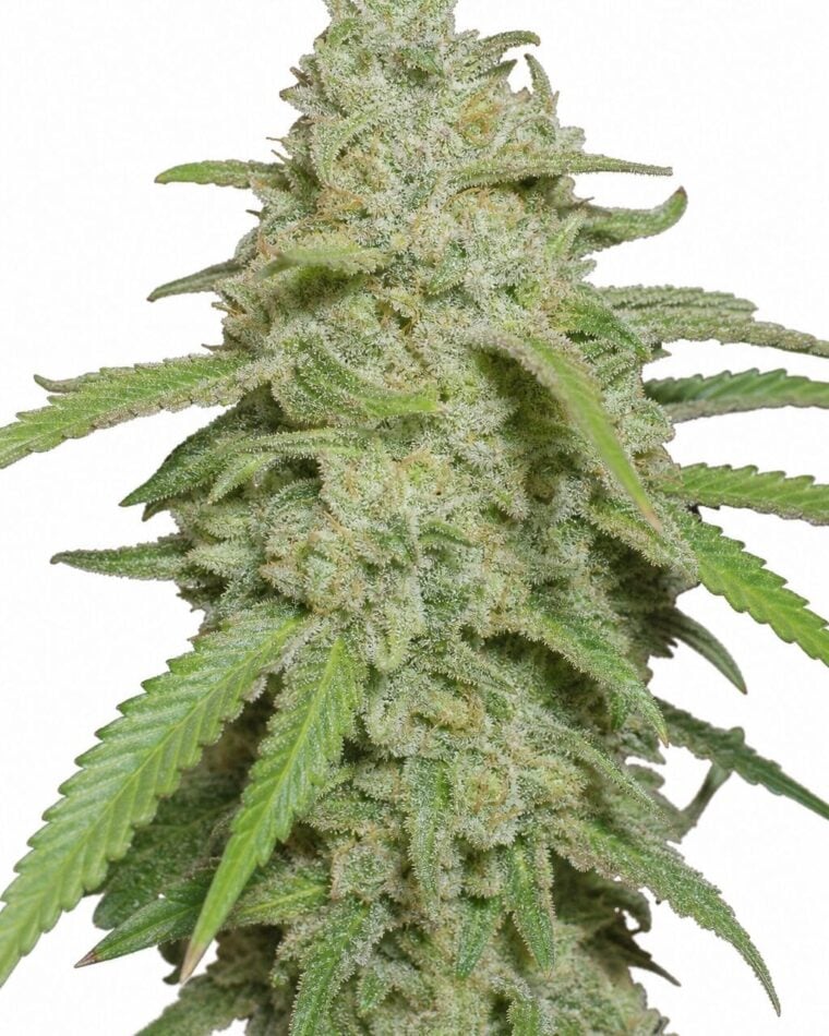 Auto Kush XL by Seed City Bulk Cannabis Seeds plant image