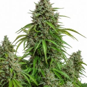 Auto Mazar by Seed City Bulk Cannabis Seeds plant image