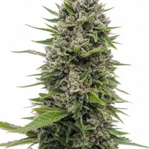Auto NL by Seed City Bulk Cannabis Seeds plant image