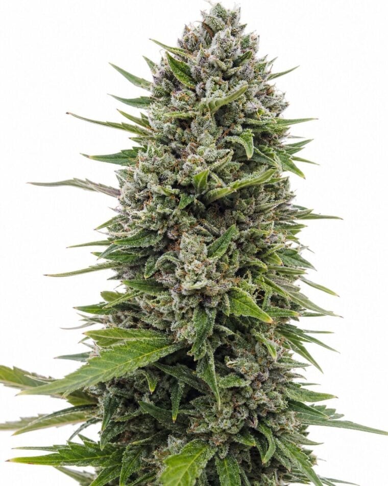 Auto NL by Seed City Bulk Cannabis Seeds plant image