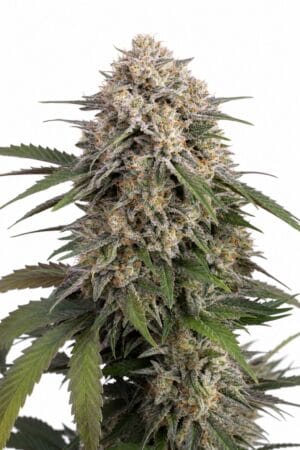 Auto OG Kush