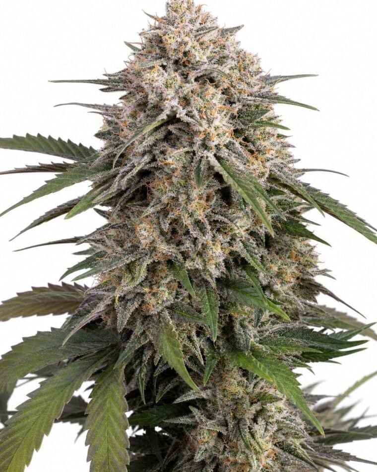 Auto OG Kush by Seed City Bulk Cannabis Seeds plant image