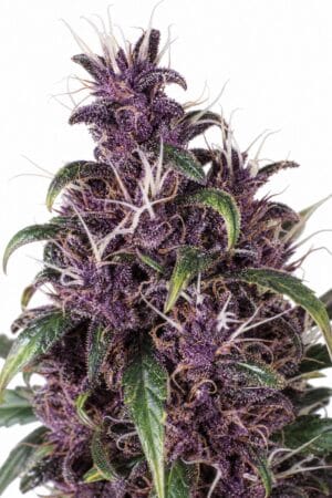 Auto Purple