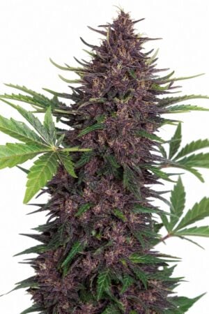 Auto Purple Kush