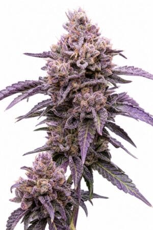 Auto Purple Sunset