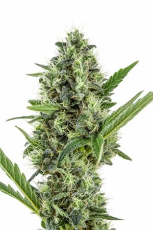 Auto Somango