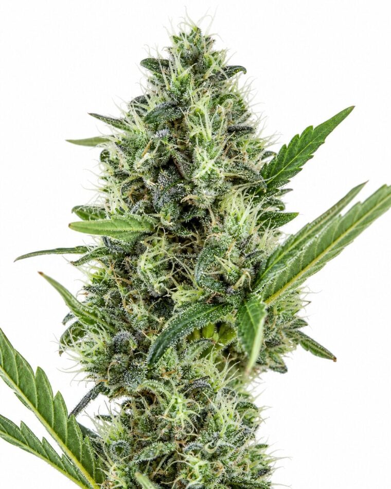 Auto Somango by Seed City Bulk Cannabis Seeds plant image