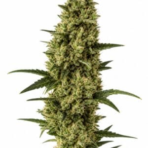 Auto Somango x Auto Sweet by Seed City Bulk Cannabis Seeds plant image