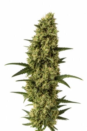 Auto Somango x Auto Sweet