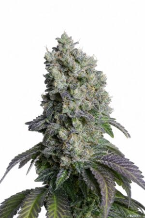 Auto Sour Diesel