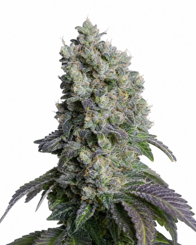 Auto Sour Diesel by Seed City Bulk Cannabis Seeds plant image