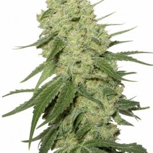 Auto Stilton by Seed City Bulk Cannabis Seeds plant image