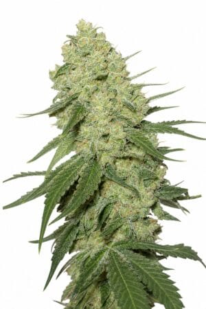 Auto Stilton