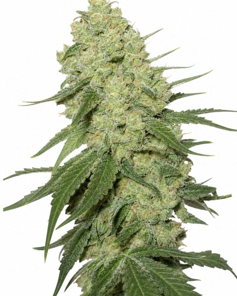 Auto Stilton by Seed City Bulk Cannabis Seeds plant image