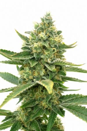 Auto Sweet Tooth