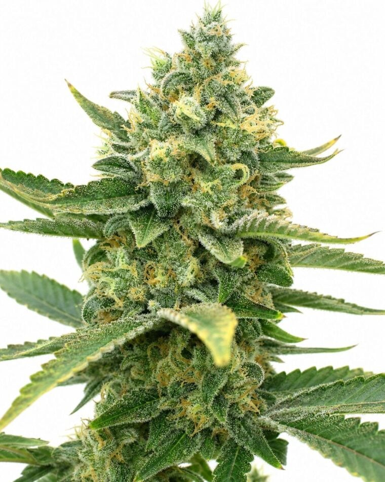 Auto Sweet Tooth by Seed City Bulk Cannabis Seeds plant image