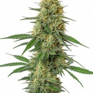 Auto Tangerine by Seed City Bulk Cannabis Seeds plant image