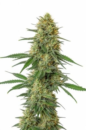 Auto Tangerine