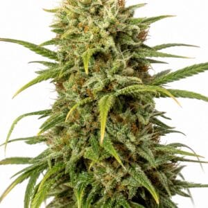 Auto Widow by Seed City Bulk Cannabis Seeds plant image