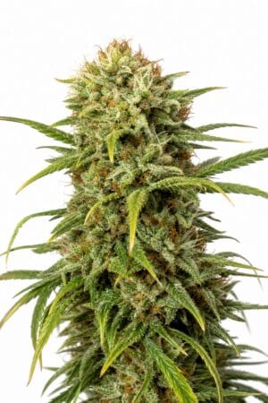Auto Widow
