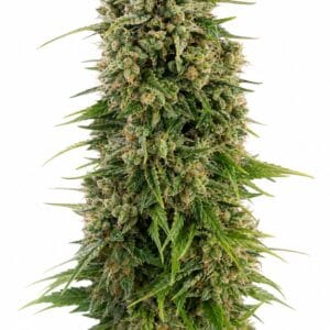 Automatic Hindu Kush by Seed City Bulk Cannabis Seeds plant image