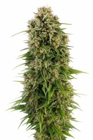 Automatic Hindu Kush