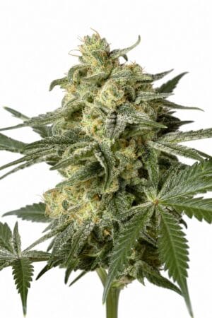 Automatic White Widow