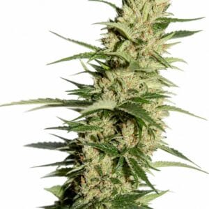 Banana by Seed City Bulk Cannabis Seeds plant image