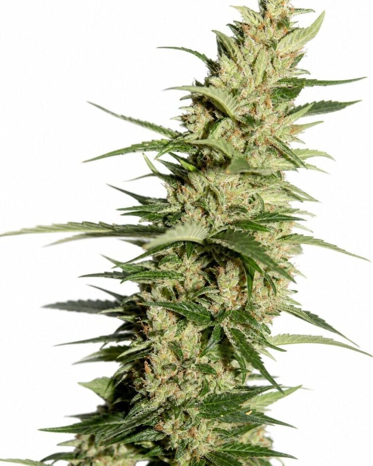 Banana by Seed City Bulk Cannabis Seeds plant image