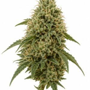 Banger by Seed City Bulk Cannabis Seeds plant image