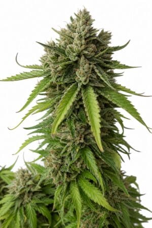 BC Purple Bud