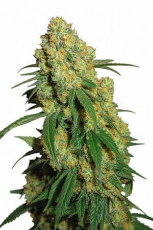 Big Bud