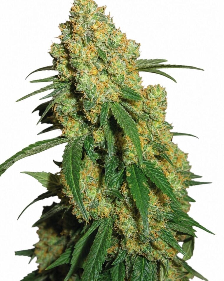 Big Bud by Seed City Bulk Cannabis Seeds plant image