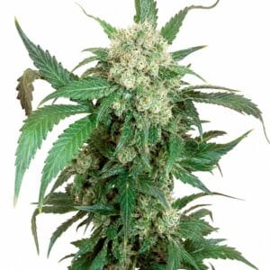 Black Domina by Seed City Bulk Cannabis Seeds plant image