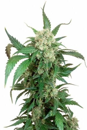 Black Domina