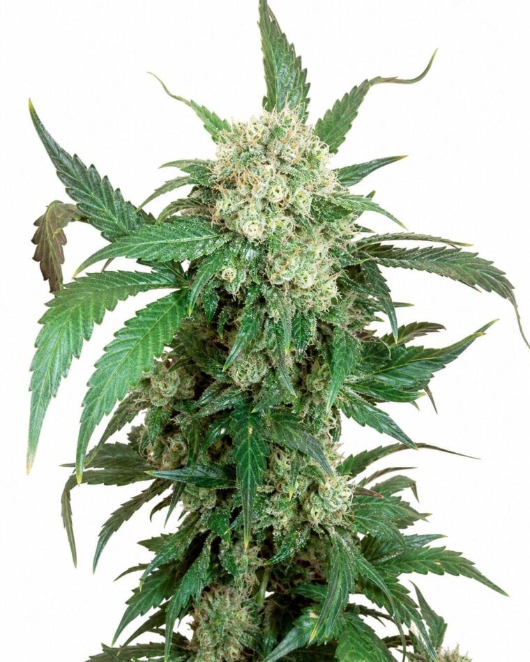 Black Domina by Seed City Bulk Cannabis Seeds plant image