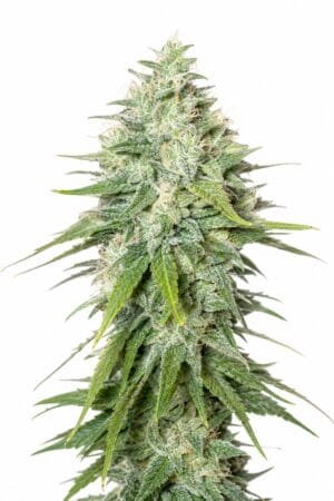 Black Domina x Afghani