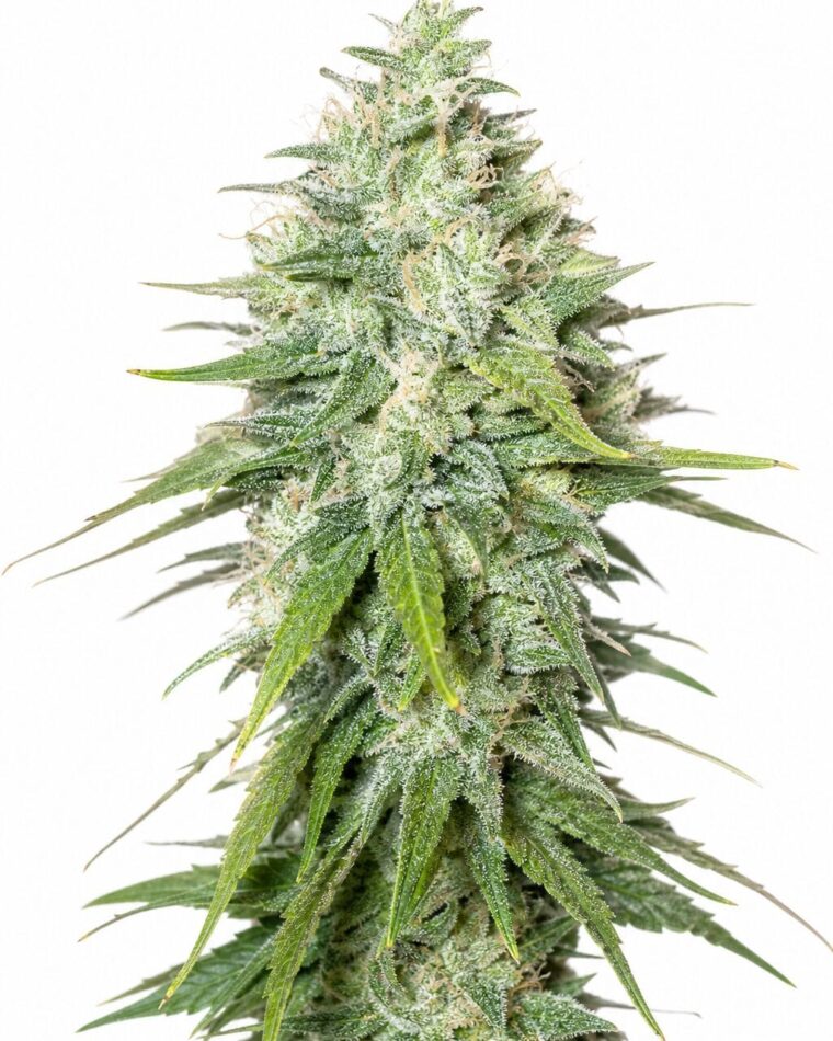 Black Domina x Afghani by Seed City Bulk Cannabis Seeds plant image