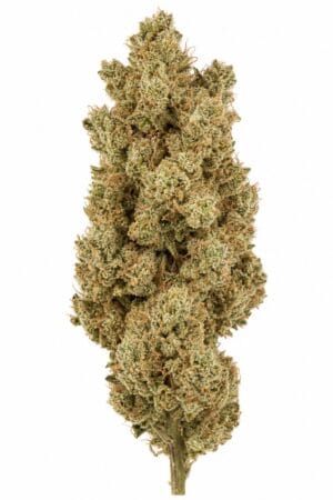 Black Rhino