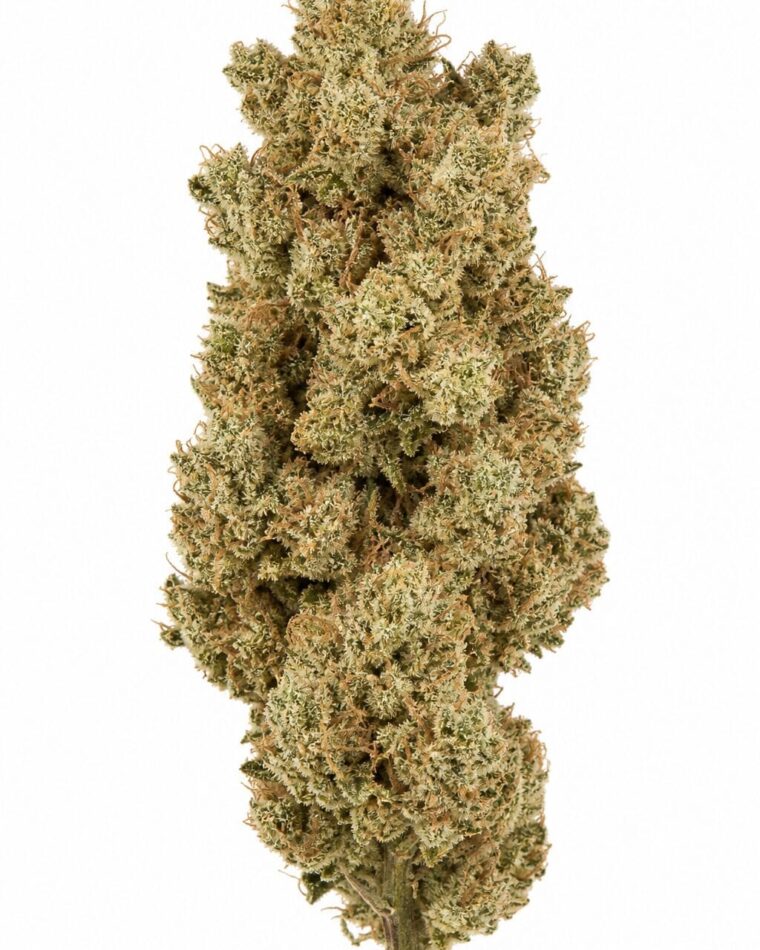 Black Rhino by Seed City Bulk Cannabis Seeds plant image