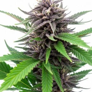 Blackberry Kush by Seed City Bulk Cannabis Seeds plant image