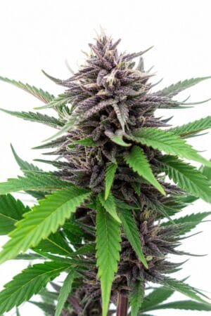 Blackberry Kush