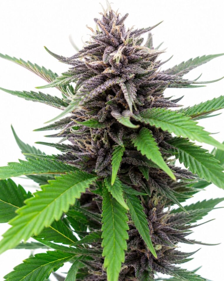 Blackberry Kush by Seed City Bulk Cannabis Seeds plant image