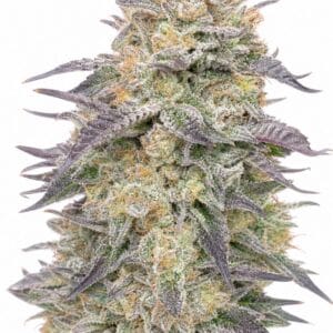 Blue Dream by Seed City Bulk Cannabis Seeds plant image