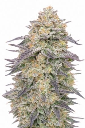 Blue Dream
