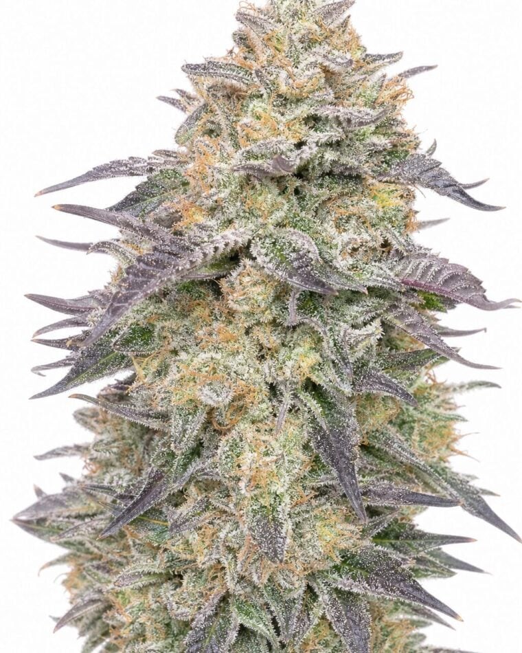 Blue Dream by Seed City Bulk Cannabis Seeds plant image
