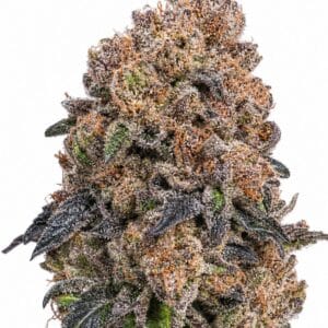 Blueberry by Seed City Bulk Cannabis Seeds plant image