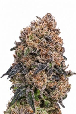 Blueberry