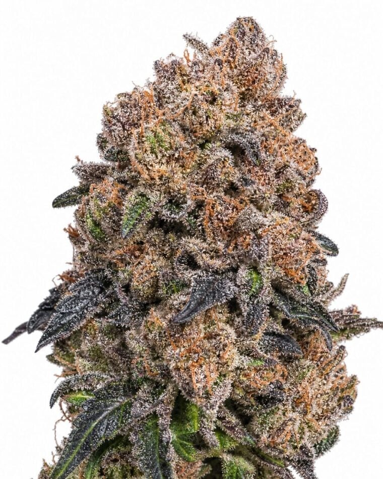 Blueberry by Seed City Bulk Cannabis Seeds plant image