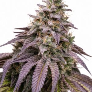 Blueberry Muffin TRIPLOID by Seed City Bulk Cannabis Seeds plant image